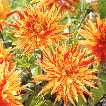 Dahlie Striped Vulcan - Exklusive Dahlien online bestellen bei Garden-Select.de