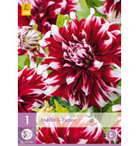 Dahlia X-Factor - Buy Unique Dahlia Varieties? Garden-Select.com