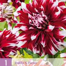 Dahlia X-Factor - 1 Knol