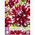 Dahlia X-Factor - 1 Knol