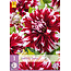Dahlia X-Factor - Unieke Dahlia Soorten Kopen? Garden-Select.nl