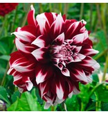 Dahlia X-Factor - Buy Unique Dahlia Varieties? Garden-Select.com