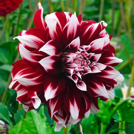 Dahlia X-Factor - Einzigartige Dahliensorten Kaufen? Garden-Select.de