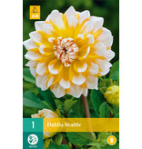 Dahlia Seattle - Buying Beautiful Dahlia Varieties For The Border?