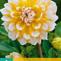 Dahlia Seattle - 1 Tuber