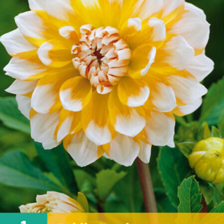 Dahlia Seattle - Prachtige Dahlia Soorten Kopen Voor De Border?