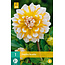 Dahlia Seattle - Prachtige Dahlia Soorten Kopen Voor De Border?