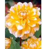 Dahlia Seattle - Prachtige Dahlia Soorten Kopen Voor De Border?