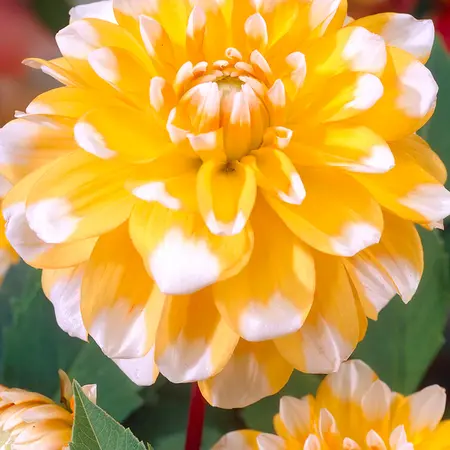 Dahlia Seattle - Kaufen Sie schöne Dahliensorten für die Grenze?