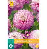 Dahlia Melody Dixie - Lage Dahlia Soort - Zomerbloeiers Kopen Bij Garden Select