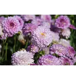 Dahlia Melody Dixie - Lage Dahlia Soort - Zomerbloeiers Kopen Bij Garden Select