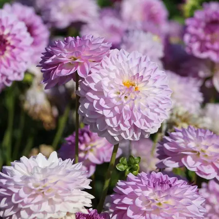 Dahlia Melody Dixie - Lage Dahlia Soort - Zomerbloeiers Kopen Bij Garden Select