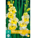 Gladiolen-Buggy - Sommerzwiebeln online kaufen? - Viva Gladiola - Garden Select