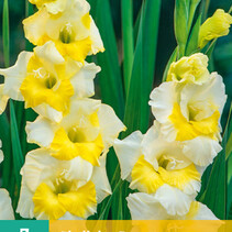 Gladioli Buggy - 7 Bulbs