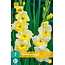 Gladioli Buggy - Buy summer bulbs online? - Viva Gladiola - Garden-Select.com