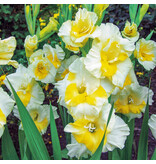 Gladiolen Buggy - Zomerbollen Online Kopen? - Viva Gladiola - Garden-Select.nl