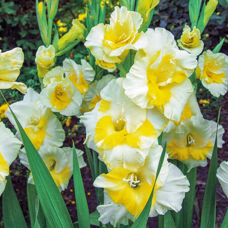Gladiolen-Buggy - Sommerzwiebeln online kaufen? - Viva Gladiola - Garden Select