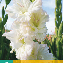 Gladioli Ivory Perfection - 7 Bulbs