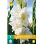 Gladiolen Elfenbein Perfektion - Weiße Gladiolen kaufen? - Garden Select