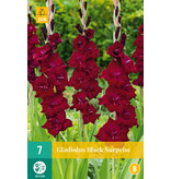 Gladiolen Black Suprise - Zomerbloeiers Kopen? - Garden-Select.nl