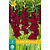 Gladioli Black Suprise - 7 Bulbs