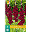 Gladioli Black Suprise - Buying Summer Flowers? - Garden-Select.com