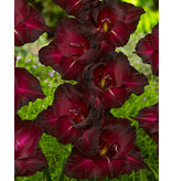 Gladioli Black Suprise - Buying Summer Flowers? - Garden-Select.com