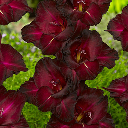 Gladiolen Black Suprise - Zomerbloeiers Kopen? - Garden-Select.nl
