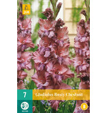 Gladioli Rusty Chestnut - Summer bulbs for a colourful garden!