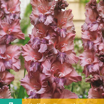 Gladioli Rusty Chestnut - 7 bulbs