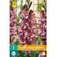 Gladioli Rusty Chestnut - Summer bulbs for a colourful garden!
