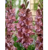Gladioli Rusty Chestnut - Summer bulbs for a colourful garden!