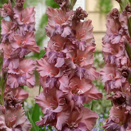 Gladiolen Rusty Chestnut - Sommerzwiebeln für einen bunten Garten!