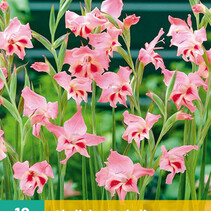 Gladioli Nathalie - 10 bulbs