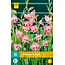 Gladioli Nathalie - Order summer flowering bulbs online - Garden Select