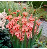 Gladiolen Nathalie - Sommerblumenzwiebeln online bestellen - Garden Select
