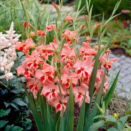 Gladiolen Nathalie - Sommerblumenzwiebeln online bestellen - Garden Select