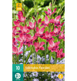 Gladiolen Vulcano - Schöne Schnittblumen - Sommerblumen kaufen? Garden Select