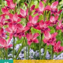 Gladioli Vulcano - 10 Bulbs