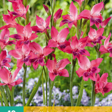 Gladiolen Vulcano - Prachtige Snijbloem - Zomerbloeiers Kopen? Garden Select