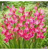 Gladioli Vulcano - Beautiful Cut Flower - Buy Summer Flowers? Garden Select