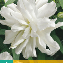 Lilie Lotus Eis - 1 Blumenzwiebeln