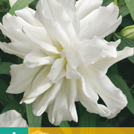 Lily Lotus Ice - White-coloured, double-flowered lily - Garden-Select.com