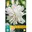 Lily Lotus Ice - White-coloured, double-flowered lily - Garden-Select.com
