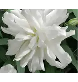 Lily Lotus Ice - White-coloured, double-flowered lily - Garden-Select.com