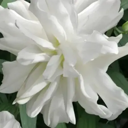 Lily Lotus Ice - White-coloured, double-flowered lily - Garden-Select.com