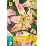 Lily Corsage - Rosa Farbe Lilie für die Grenze - Garden-Select.de