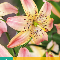 Lily Corsage - 1 Bulb