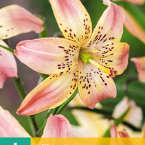 Lily Corsage - 1 Bulb