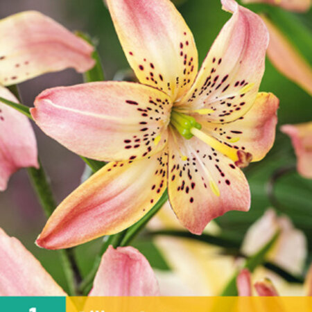 Lily Corsage - Pink Colour Lily For The Border - Garden-Select.com